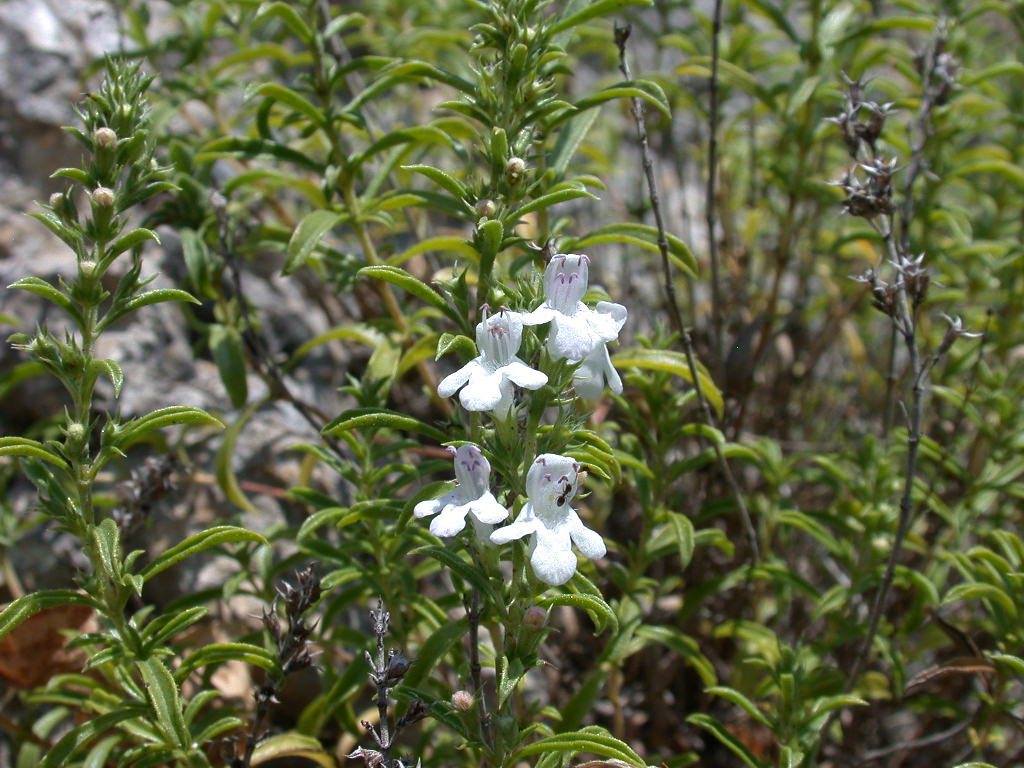 Satureja montana / Santoreggia montana